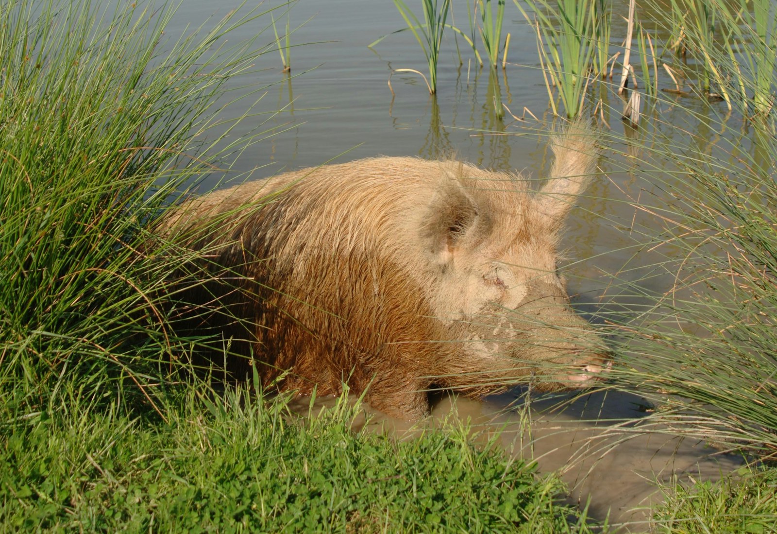 Pigs wetland knepp