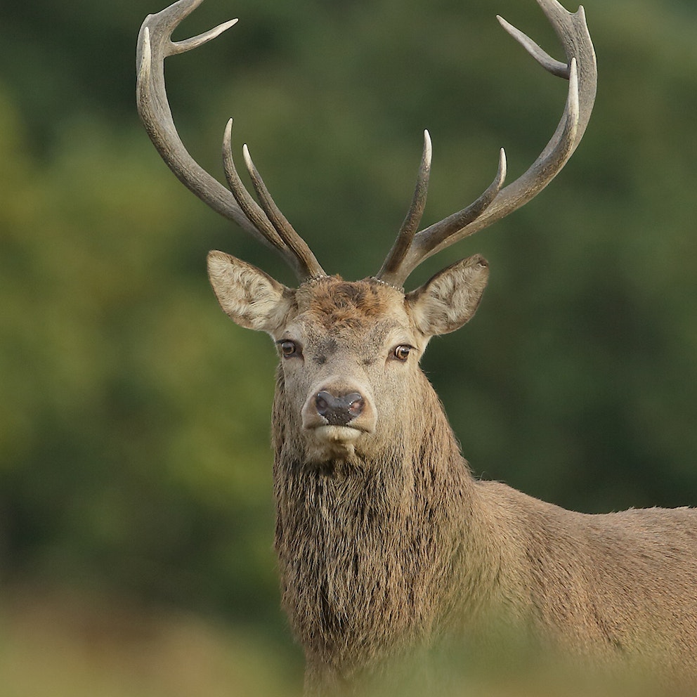 The role of grazers and browsers | Rewilding Britain The role of grazers and browsers | Rewilding Britain