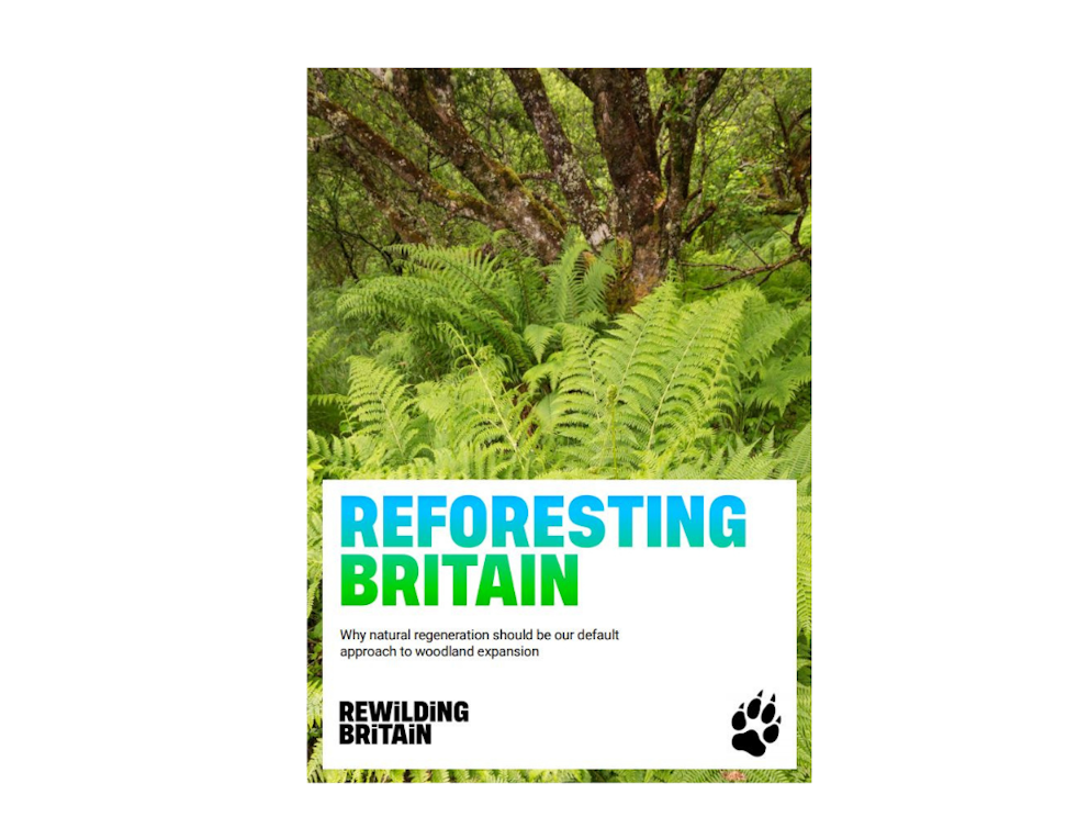 Reforesting britain report