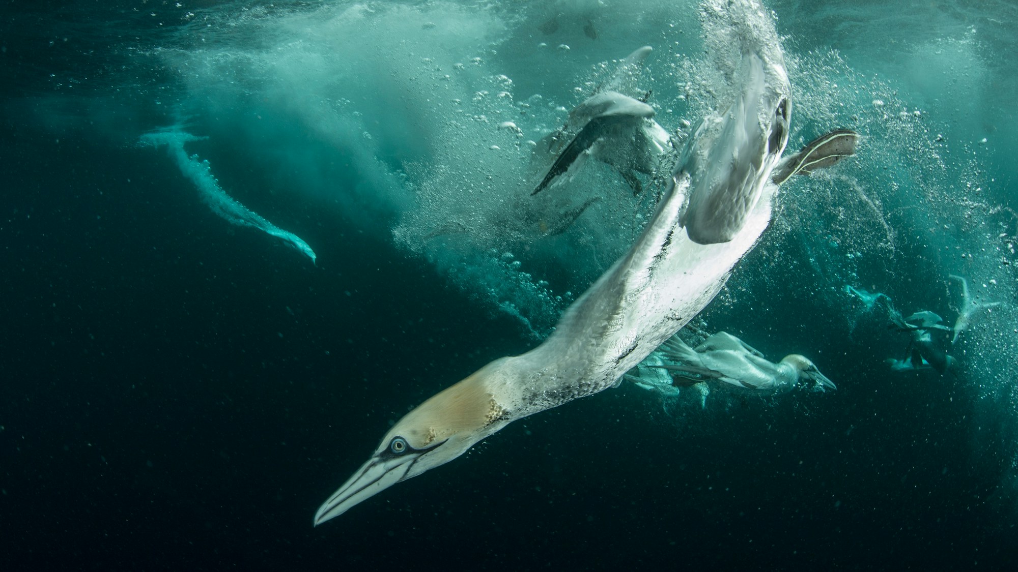 Rewild the seas gannet