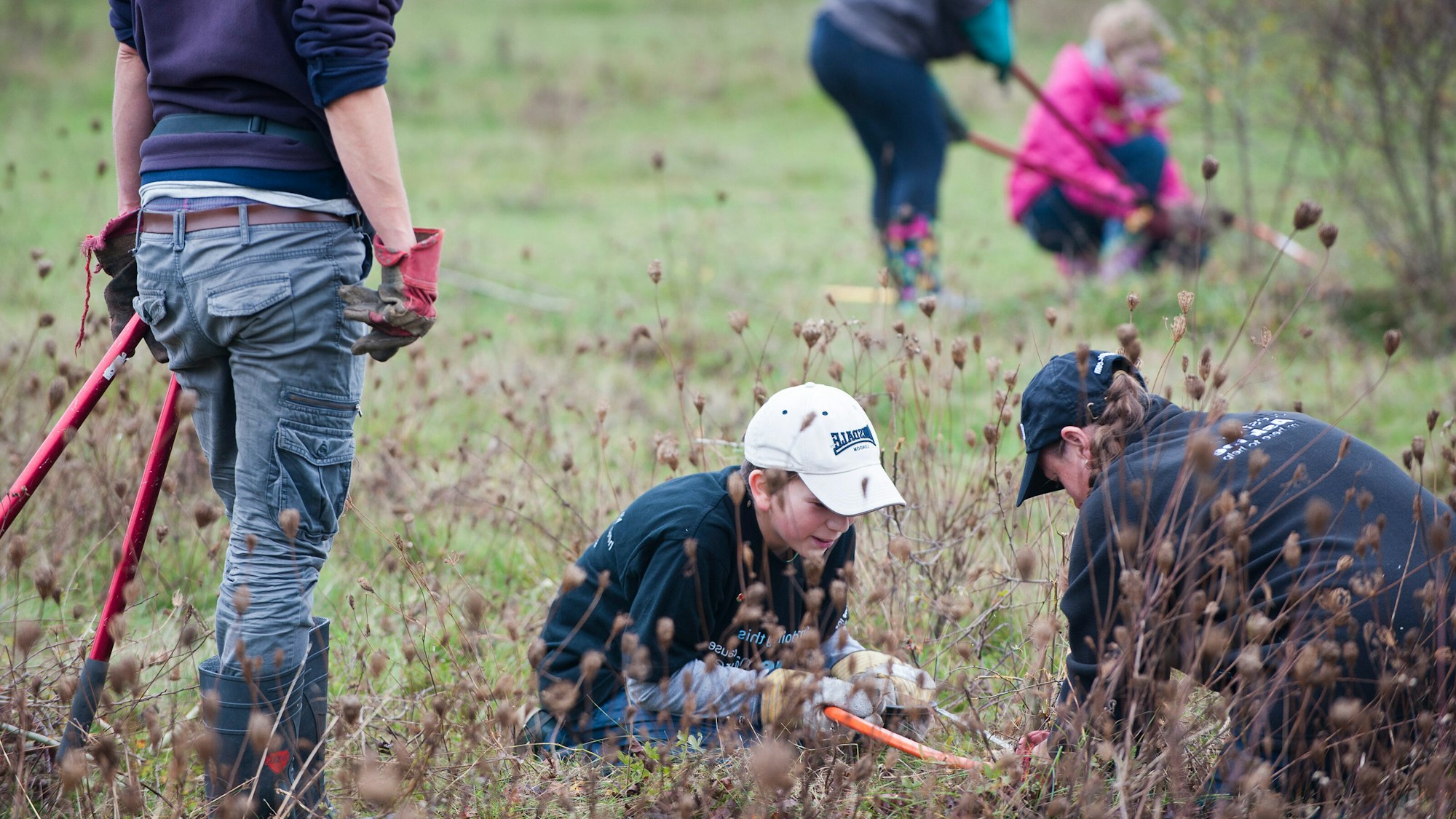 Rewilding conservation