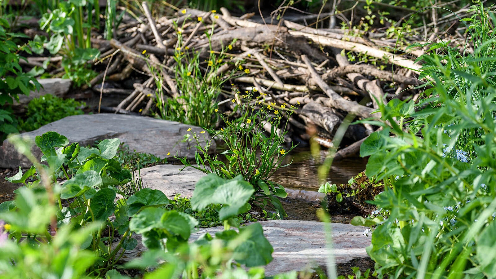 Rewilding britain chelsea 1a