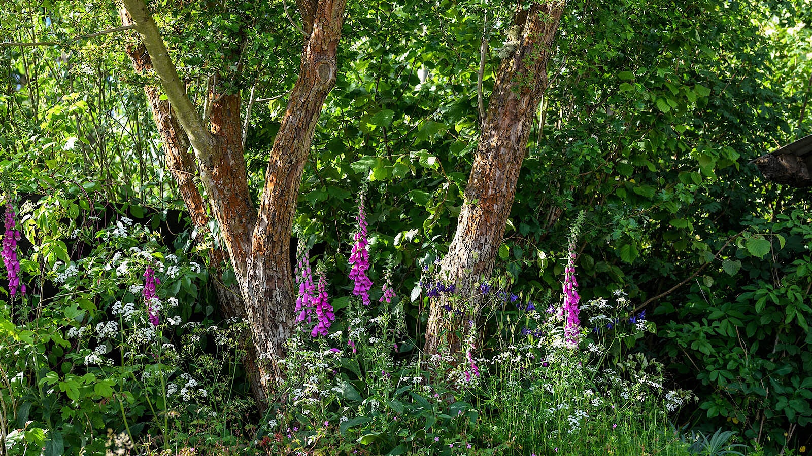 Rewilding britain chelsea 2