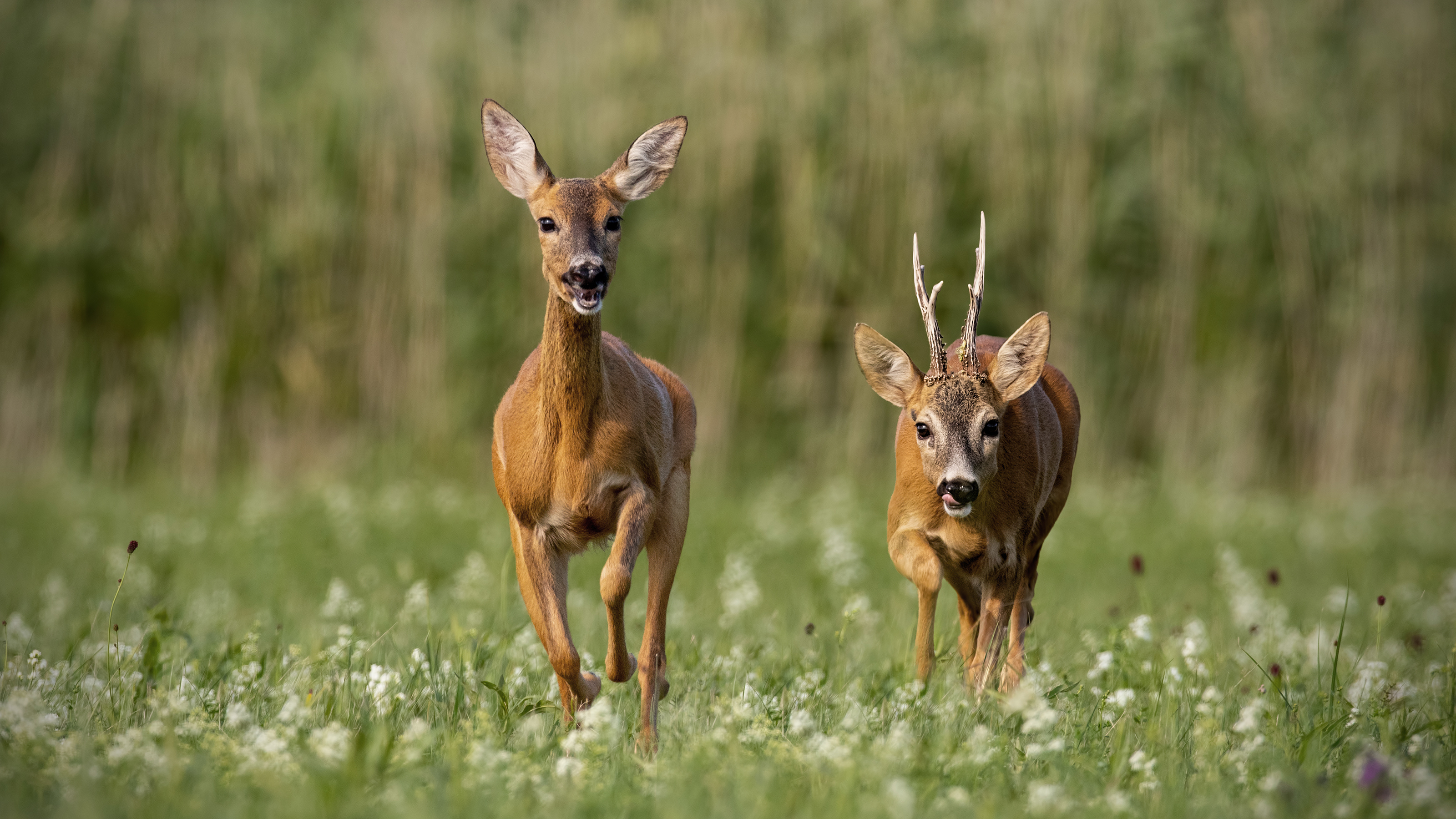 toe deer