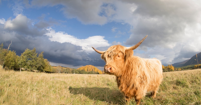 The role of grazers and browsers | Rewilding Britain The role of grazers and browsers | Rewilding Britain