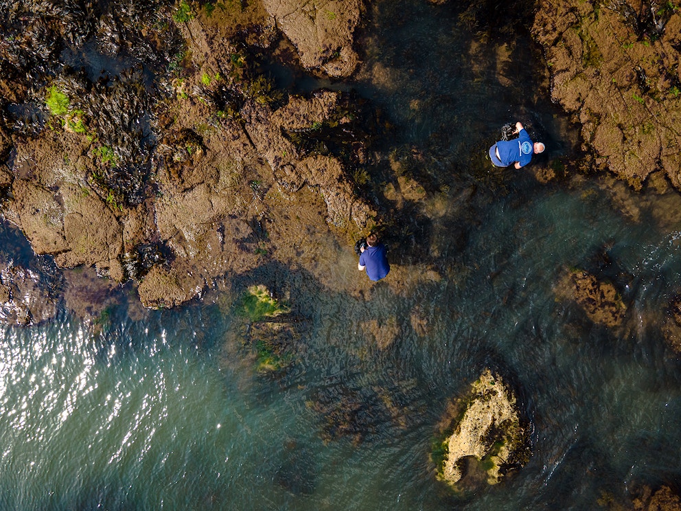 SeaGrown kelp harvesting