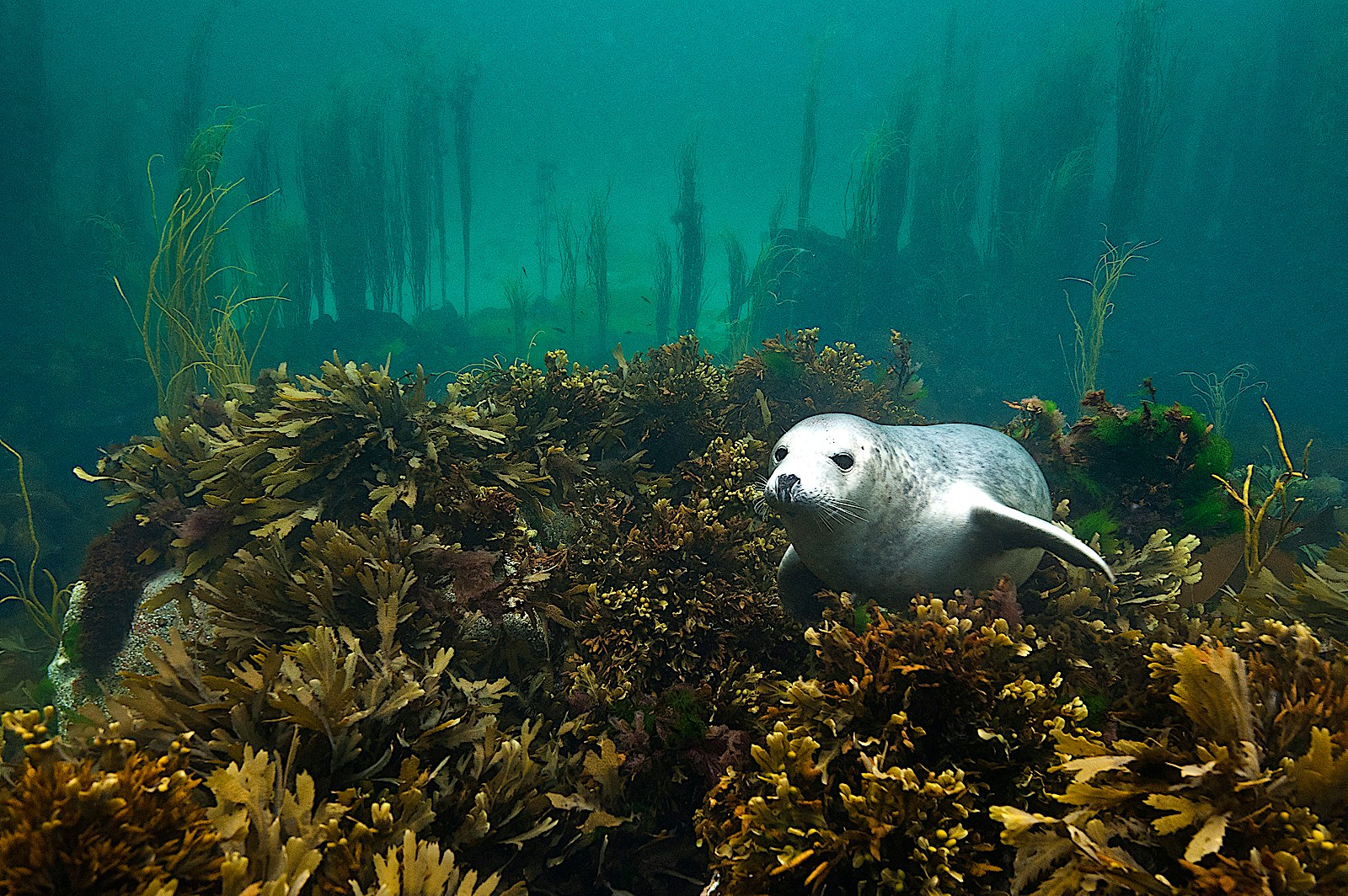 Seal kelp SBP Alexander Mustard