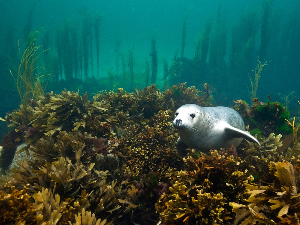 Seal kelp SBP Alexander Mustard