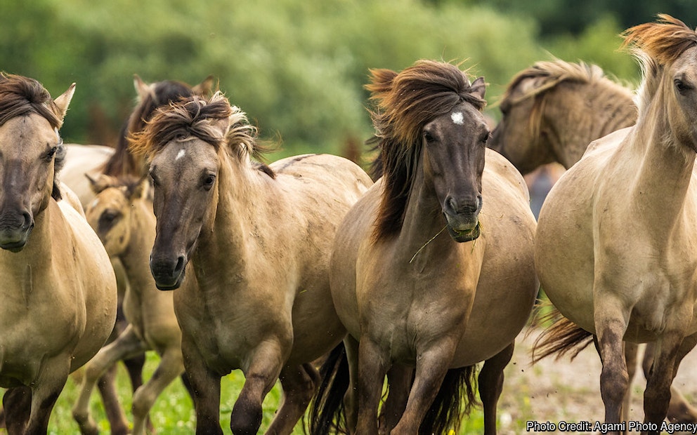 Shutterstock 1235053726 Agami Photo Agency Shutterstock Konik horses in the Oostvaardersplassen Netherlands