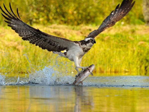 Shutterstock 157637741 700 5a457561a7f8cc250728088513873b10