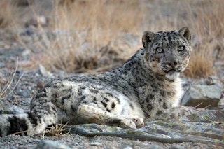 Snow leopard 500width