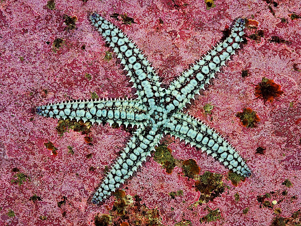 Starfish SBP