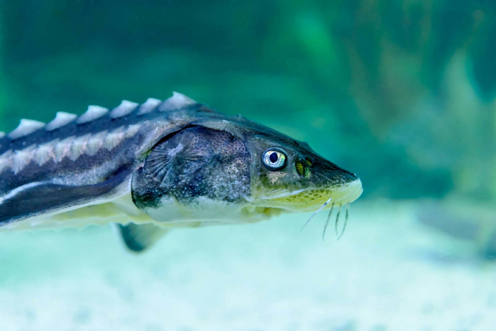 Sturgeon SS