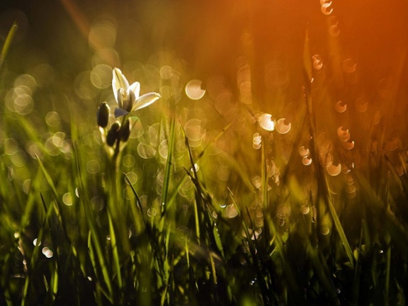 Sun on flower 9c826e7a408806c4ea6b40b0d37e4d42
