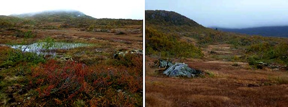 Trees on blanket bog1