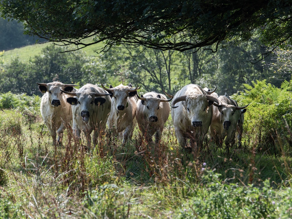 White park cattle mapperton credit sam rose