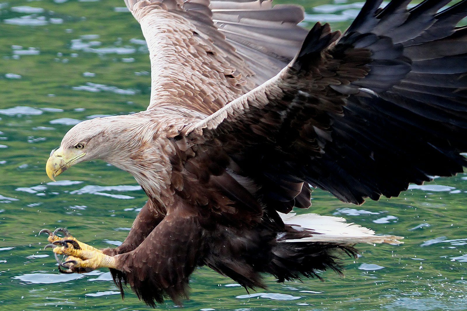 White tailed eagle1 SS