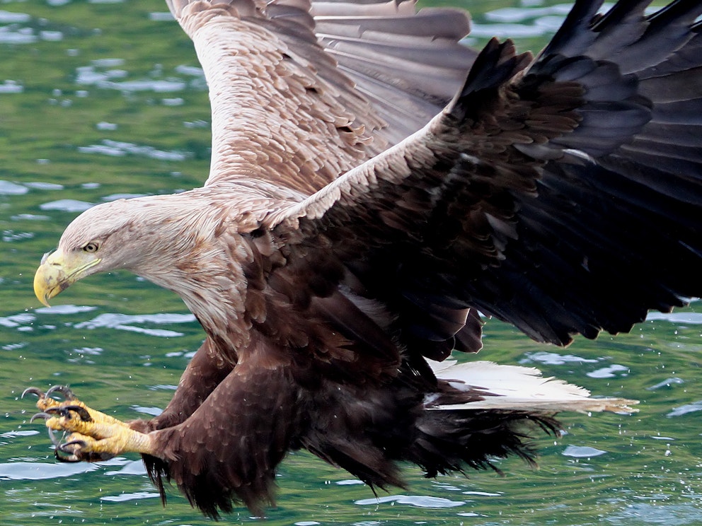 White tailed eagle1 SS