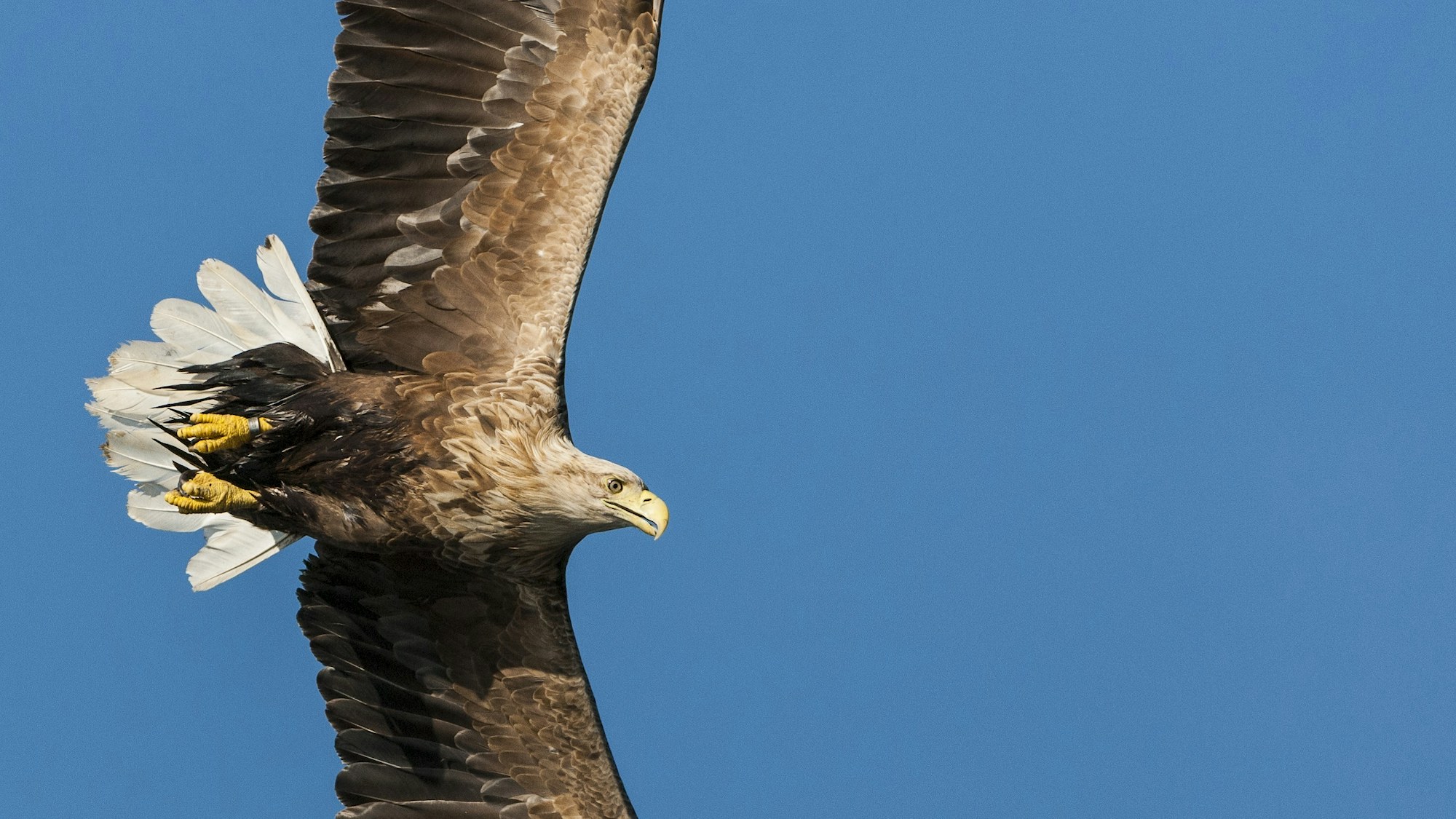 White tailed sea eagle mark williams