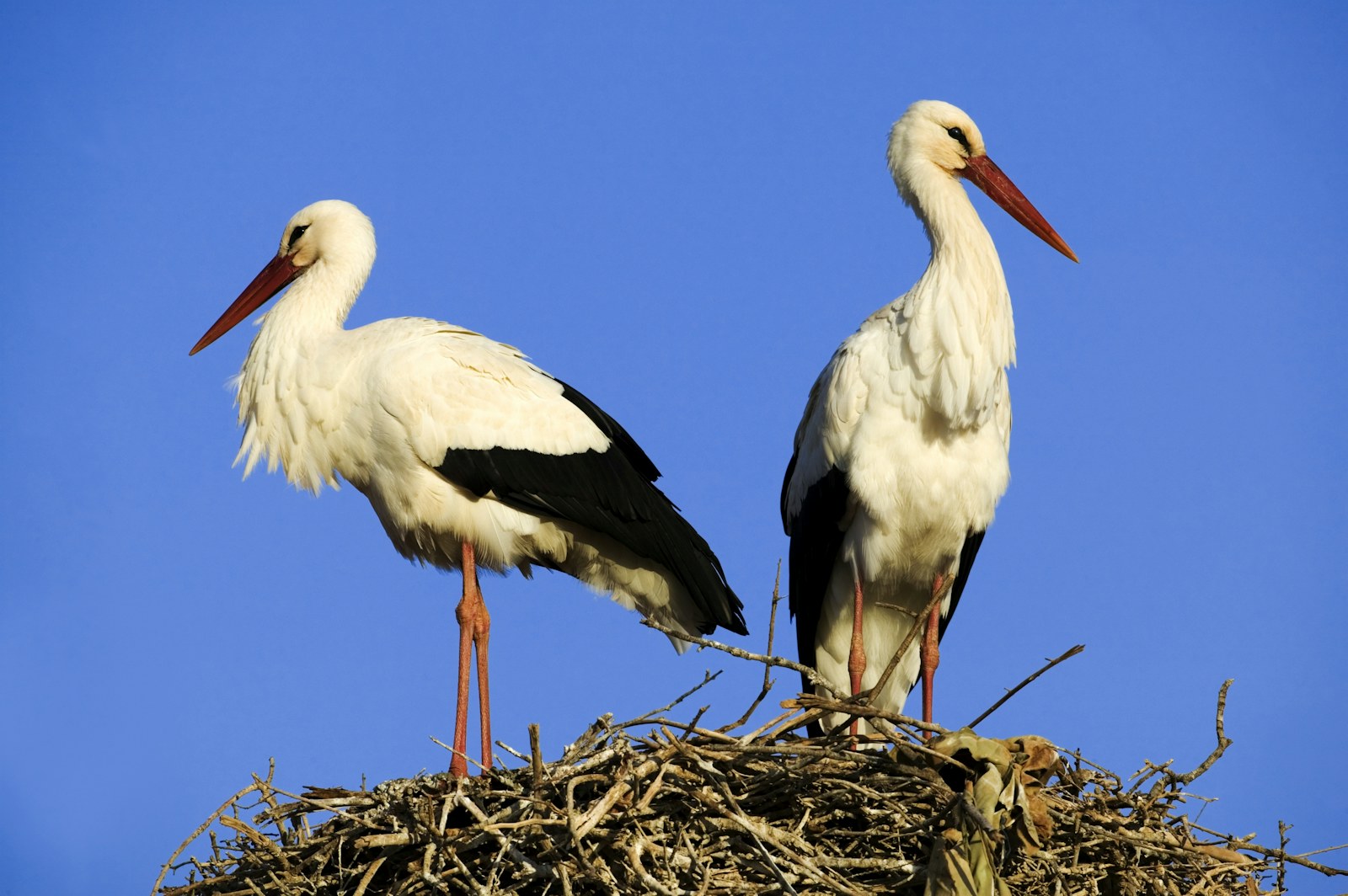 Wild storks Knepp