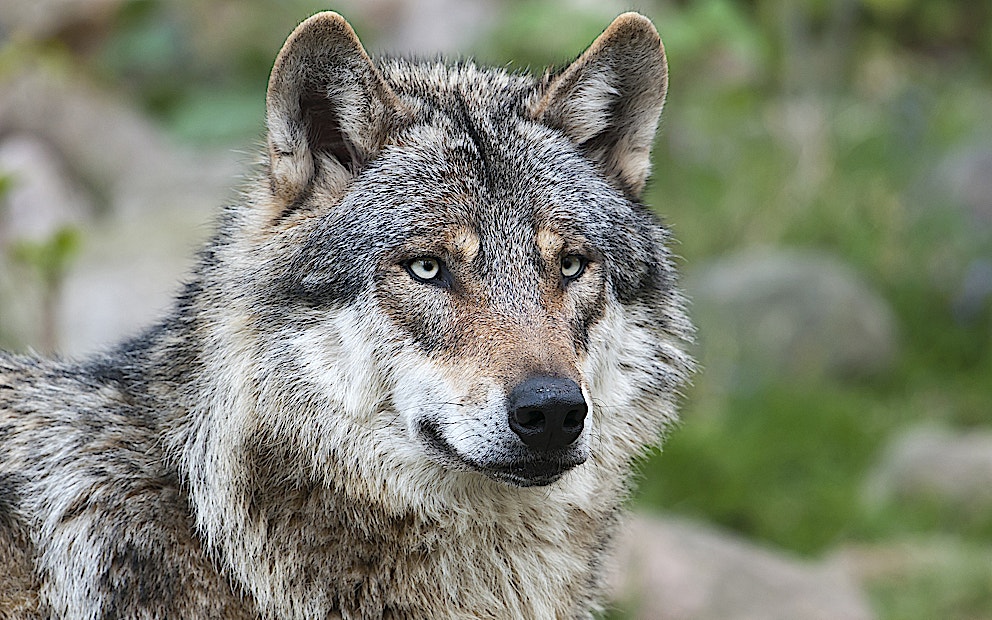 Wolf reintroduction & conservation | Rewilding Britain