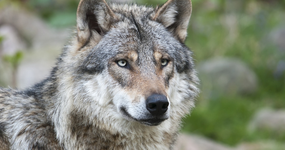 Wolf reintroduction & conservation | Rewilding Britain