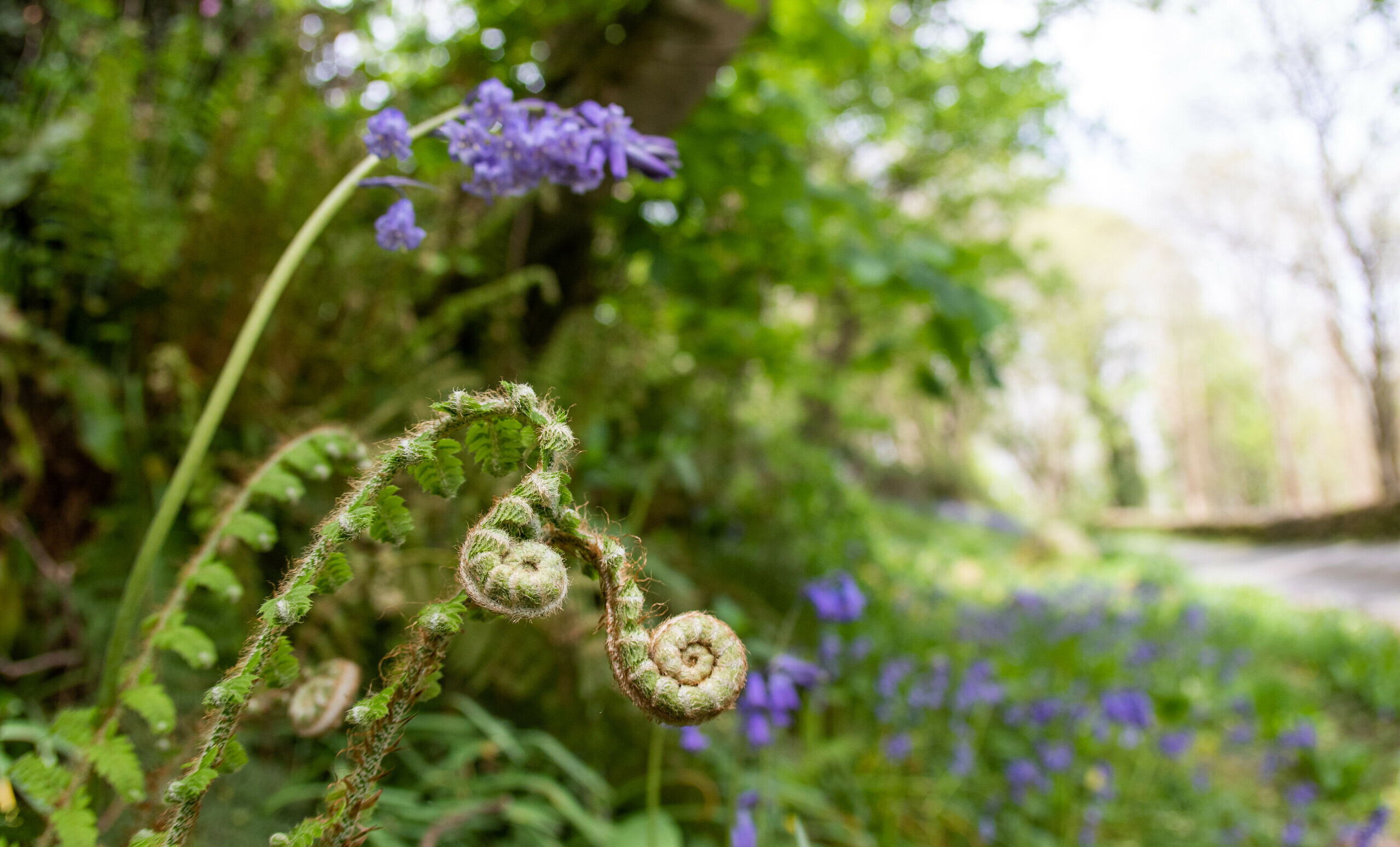 An Introduction To Rewilding | Rewilding Britain