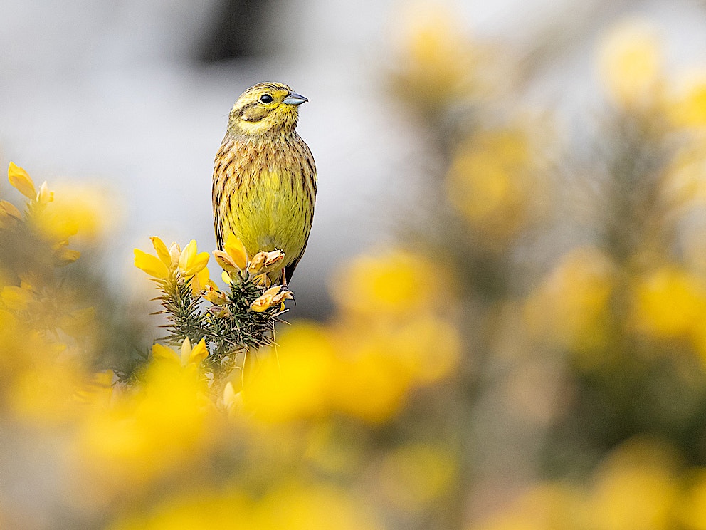 Yellowhammer BP