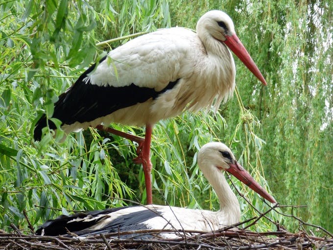 Rewilding Britain Storks 44f48bafd145835b943ecf3ac2f3182a