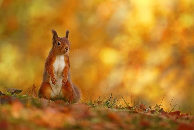Red squirrel1x700 48a27ea3ac6e8984a212d1da69ff4db9